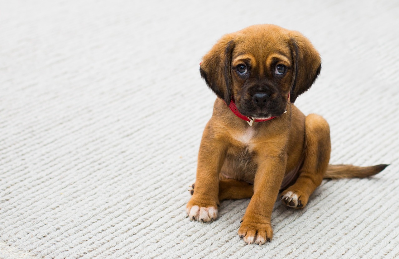 How to Train Your Dog to Use a Leash